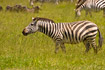 Zebra (boehmi)