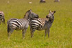 Zebras (boehmi)