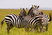 Zebras (boehmi)