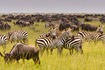 Zebras (boehmi) surrounded by Wildebeests