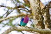 Lilac-breasted Roller with big grasshoper