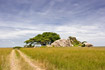 Track through savannah landscape with kopje