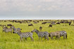 Savannah with zebras an wildebeests