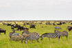 Savannah with zebras and wildebeests