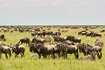 Savannah with wildebeests