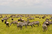Savannah with zebras and a few wildebeests