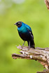 Photo ofRppells Longtailed Starling (Lamprotornis purpuroptera). Photographer: 