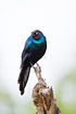 Rppells Longtailed Starling