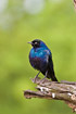 Photo ofRppells Longtailed Starling (Lamprotornis purpuroptera). Photographer: 
