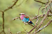 Photo ofLilac-breasted Roller (Coracias caudata). Photographer: 