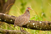 Grey-breasted Spurfowl - endemic to Northern Tanzania