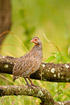 Photo ofBrey-breasted Spurfowl (Francolinus rufopictus). Photographer: 
