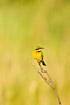 Photo ofLittle Bee-eater (Merops pusillus). Photographer: 