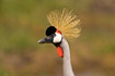Portrait of Crowned Crane