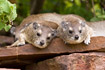 Roch Hyraxes hanging out