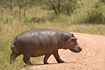 Hippo crossing the road - a rare sight in broad daylight