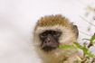 Portrait of Green Vervet Monkey