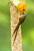 Photo ofSpeckled Mousebird (Colius striatus). Photographer: 