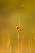 Singing Marsh Warbler