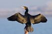 Cormorant drying wings