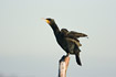 Cormorant flapping wings