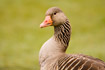 Portrait of Greylag Goose