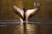 Greylag Goose flapping wings