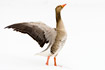 Greylag Goose standing in snow flapping wings