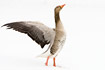 Greylag Goose standing in snow flapping wings