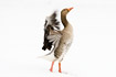 Photo ofGreylag Goose (Anser anser). Photographer: 