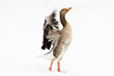 Greylag Goose standing in snow flapping wings