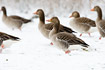 Greylag Geese in snow