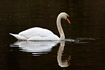 Mute Swan with reflection in water