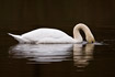 Mute Swan with head under water