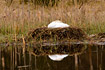 Mute Swan on nest with reflection in water