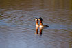 Red-necked Grebes in display
