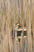 Great Crested Grebe on nest between reed