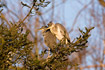 Juvenile Grey Herons in nesting tree