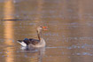 Swimming and calling Greylag Goose