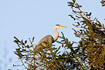 Grey Heron in nesting tree
