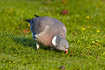 Wood Pigeon searching for food in the grass