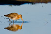 Black-tailed Godwit foraging in shallow water