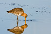 Black-tailed Godwit foraging in shallow water