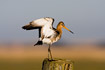 Black-tailed Godwit standing on fence post with raised wings