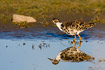 Ruff standing in shallow water with reflection