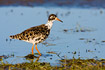 Ruff standing in flooded meadow