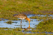Black-tailed Godwit foraging in flooded meadow