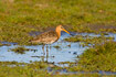 Black-tailed Godwit standing in floded meadow
