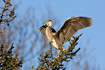 Juvenile Grey Heron flapping wings