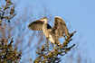 Juvenile Grey Heron flapping wings